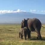 elephants